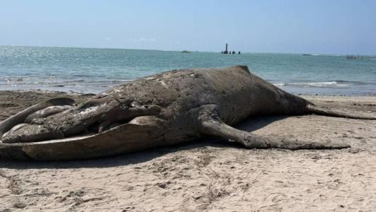 Duas máquinas foram usadas para retirar baleia da praia