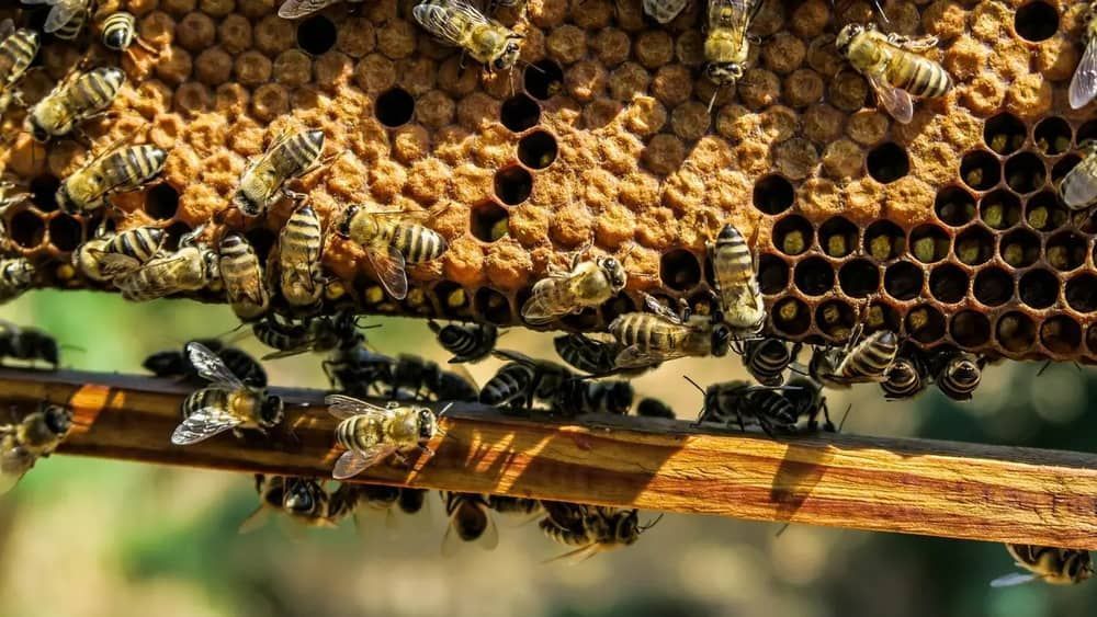 Duas pessoas morrem após serem atacadas por abelhas em Guarará, na Zona da Mata Mineira