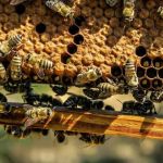 Duas pessoas morrem após serem atacadas por abelhas em Guarará, na Zona da Mata Mineira