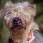 Cadela sem olhos e orelhas vira celebridade em BH e mostra vida com leishmaniose