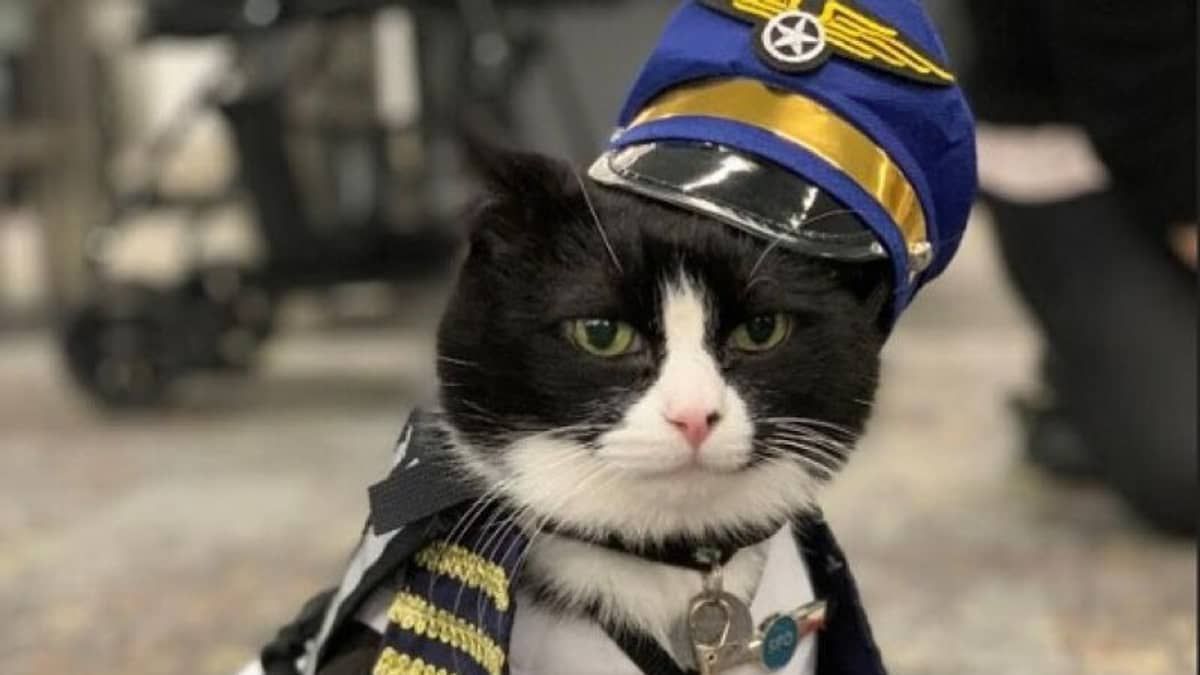 Aeroporto dos EUA 'contrata' gato para ajudar passageiros a relaxarem