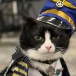 Aeroporto dos EUA 'contrata' gato para ajudar passageiros a relaxarem