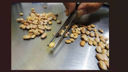 Durante a ação, foram apreendidos 7.799 quilos de feijão, 14.565 quilos de arroz e 8.950 litros de azeite fraudado