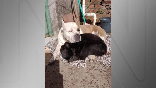 Durante onda de frio, cachorro e macaco dividem cobertor no Rio Grande do Sul.