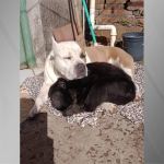Durante onda de frio, cachorro e macaco dividem cobertor no Rio Grande do Sul