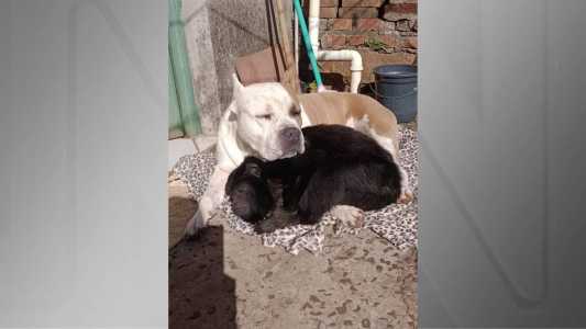 Durante onda de frio, cachorro e macaco dividem cobertor no Rio Grande do Sul.
