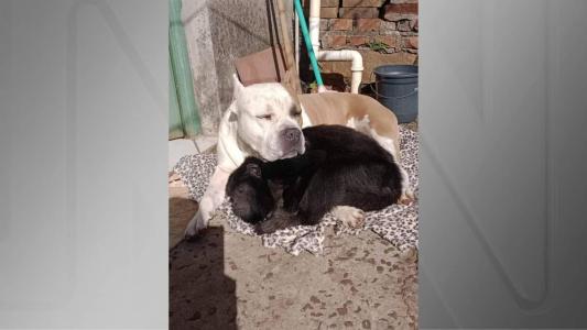 Durante onda de frio, cachorro e macaco dividem cobertor no Rio Grande do Sul.