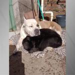 Durante onda de frio, cachorro e macaco dividem cobertor no Rio Grande do Sul