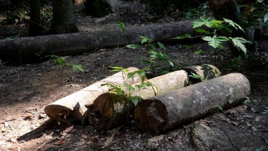 Entre janeiro e maio, foram desflorestados 7.088 hectares do bioma, contra 12.166 hectares no mesmo período de 2022