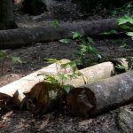 Desmatamento da Mata Atlântica cai 42% nos primeiros cinco meses de 2023