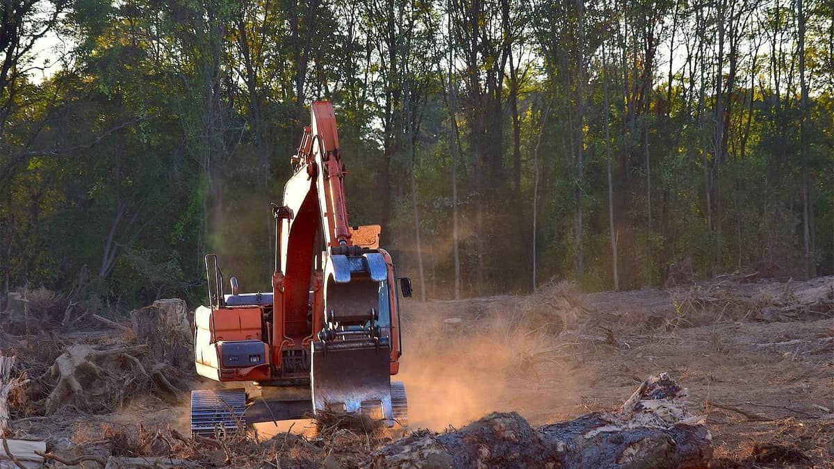 Amazônia: fevereiro tem pior índice de alertas desmatamento desde 2015
