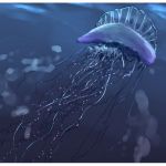 Caravelas-portuguesas assolam litoral brasileiro; saiba o que são e como tratar as queimaduras