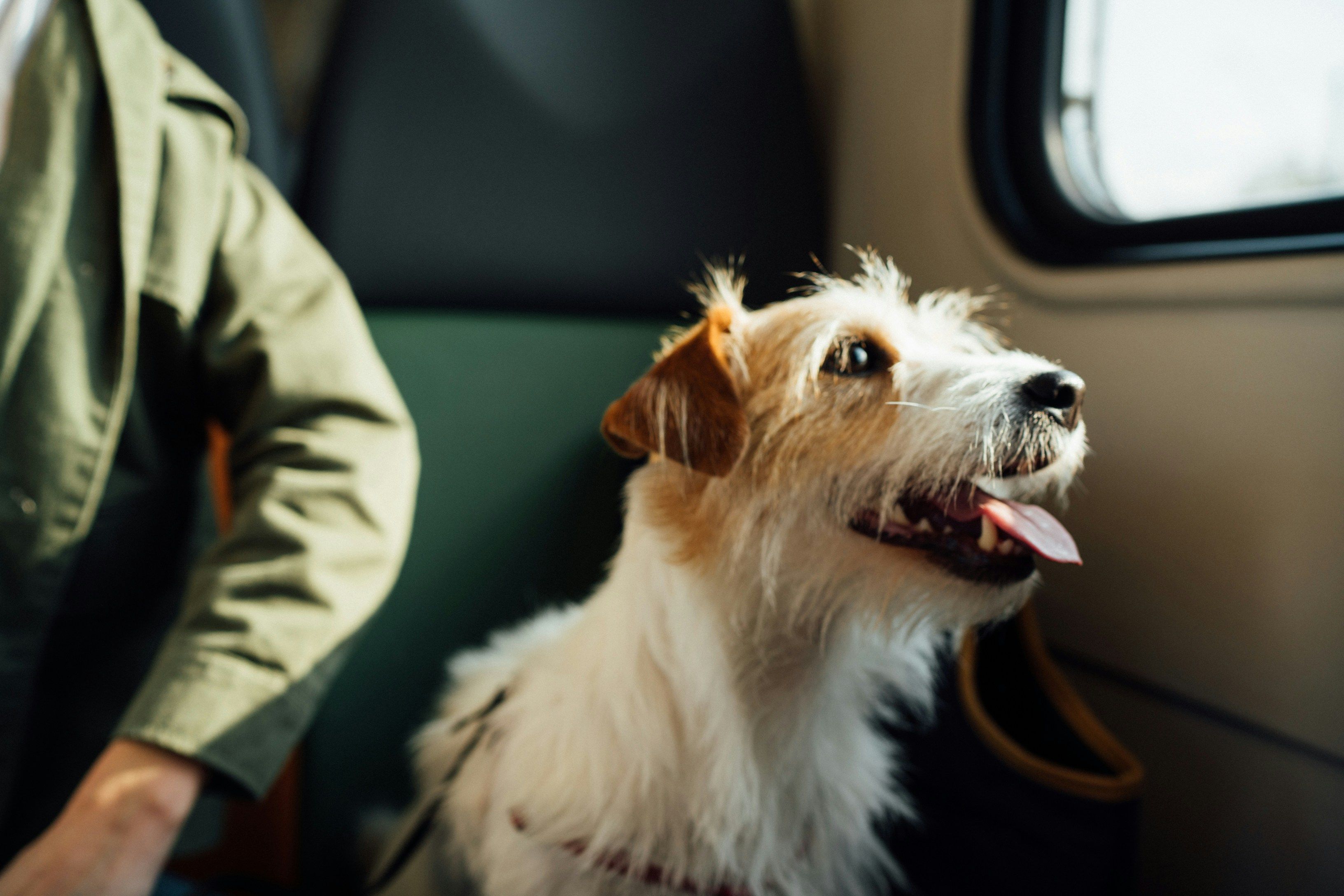 Pequeno e adorável: a raça de cachorro ideal para conviver com um gato em casa
