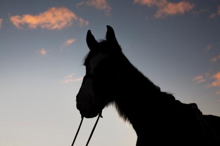 Acidentes de trânsito causados por animais no Brasil totalizando quase 13 mil registros em rodovias federais