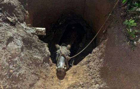 Animal foi salvo sem ferimentos e entregue ao responsável