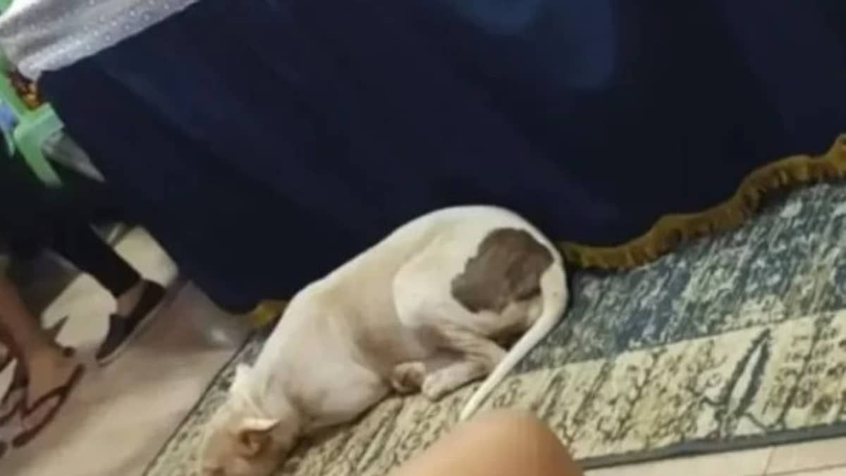 Cadela acompanha velório do tutor morto em acidente e comove internet