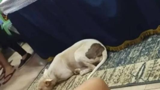 Ele ficou ao lado do tutor durante todo o velório