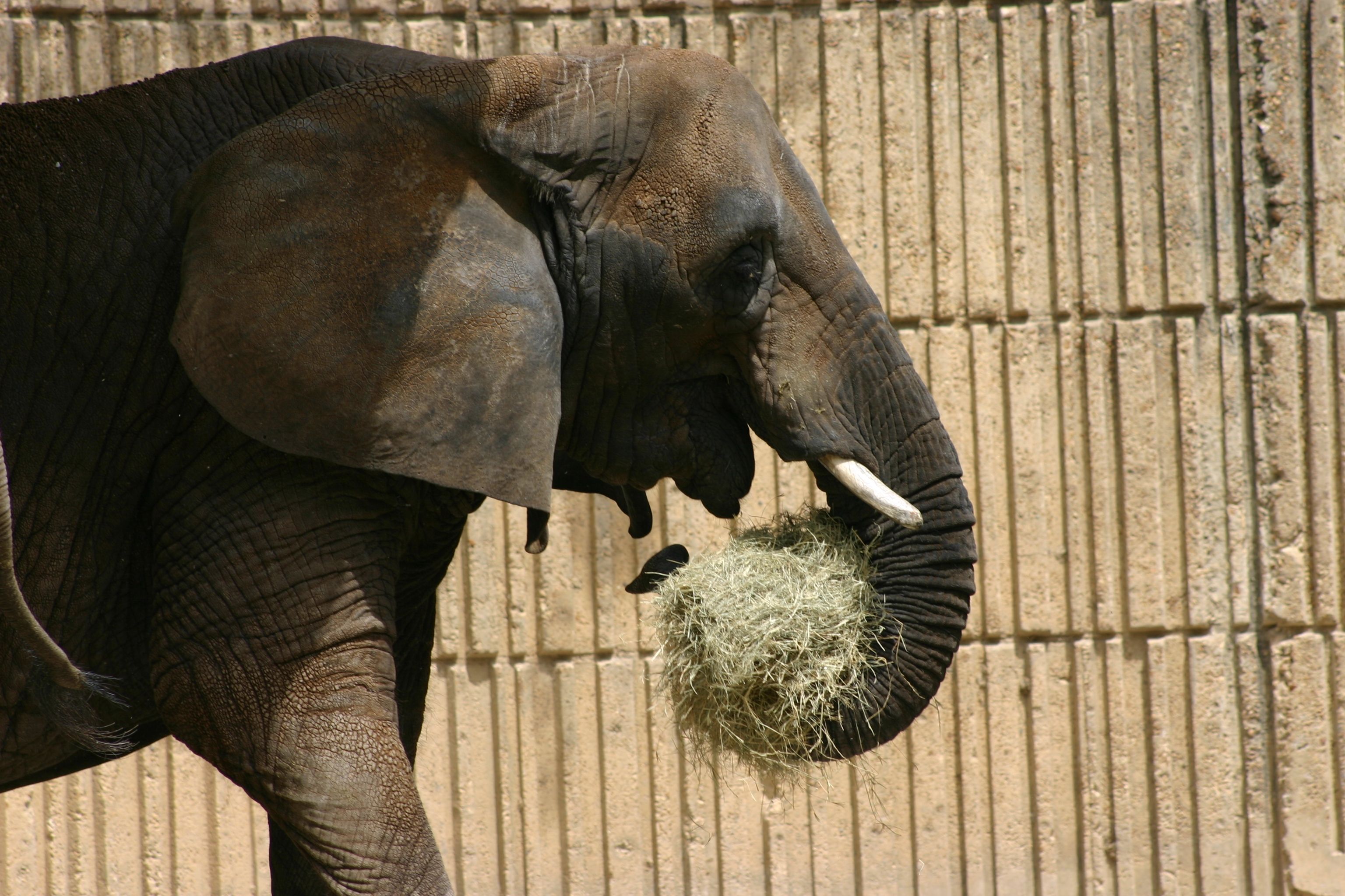 Veterinária usa maconha medicinal para tratar elefante doente no México