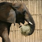 Veterinária usa maconha medicinal para tratar elefante doente no México