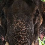 Elefante causa crise diplomática entre Tailândia e Sri Lanka; entenda