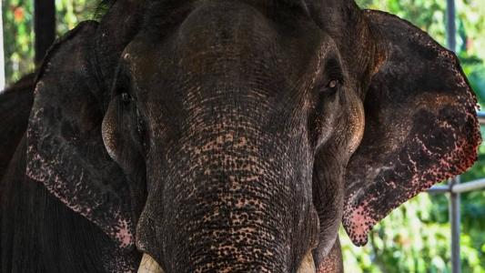 Elefante foi razão de crise diplomática entre Sri Lanka e Tailândia