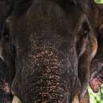 Elefante causa crise diplomática entre Tailândia e Sri Lanka; entenda
