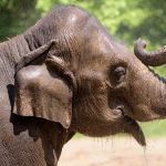 Elefante morre de 'susto' após cachorro invadir zoológico; entenda  