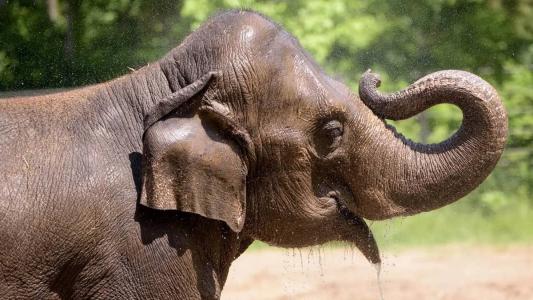 Elefante Rani morre após cachorro invadir zoológico