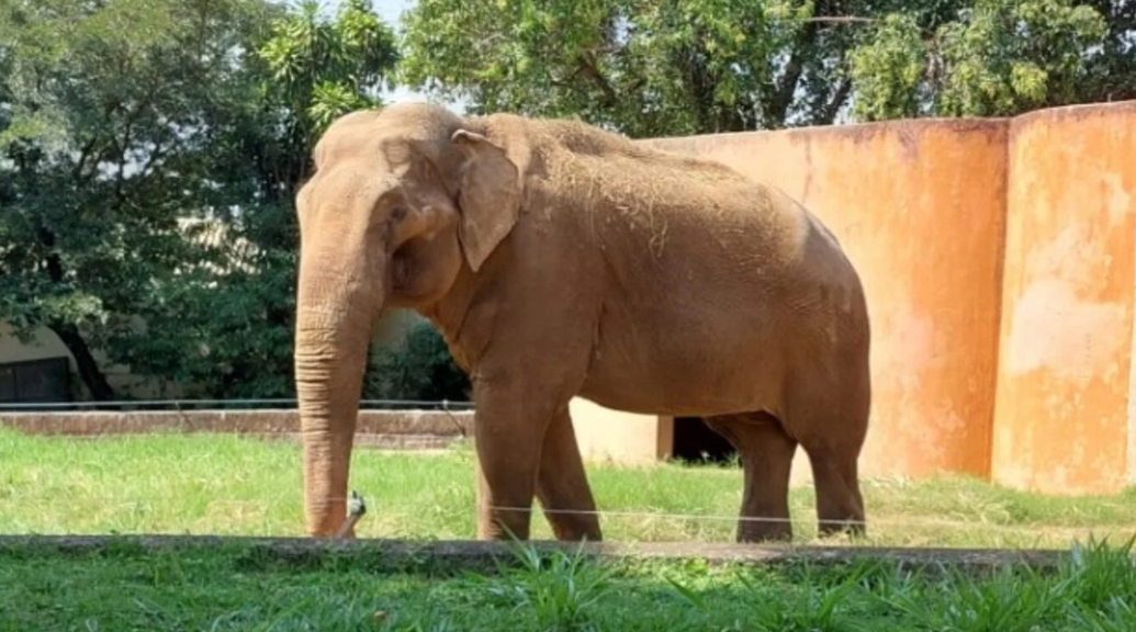 Justiça de SP dá 45 dias para prefeitura de Sorocaba transferir elefante Sandro para Santuário no MT