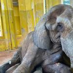 Elefante do Zoológico de BH, Jamba morre após passar a vida inteira em cativeiro