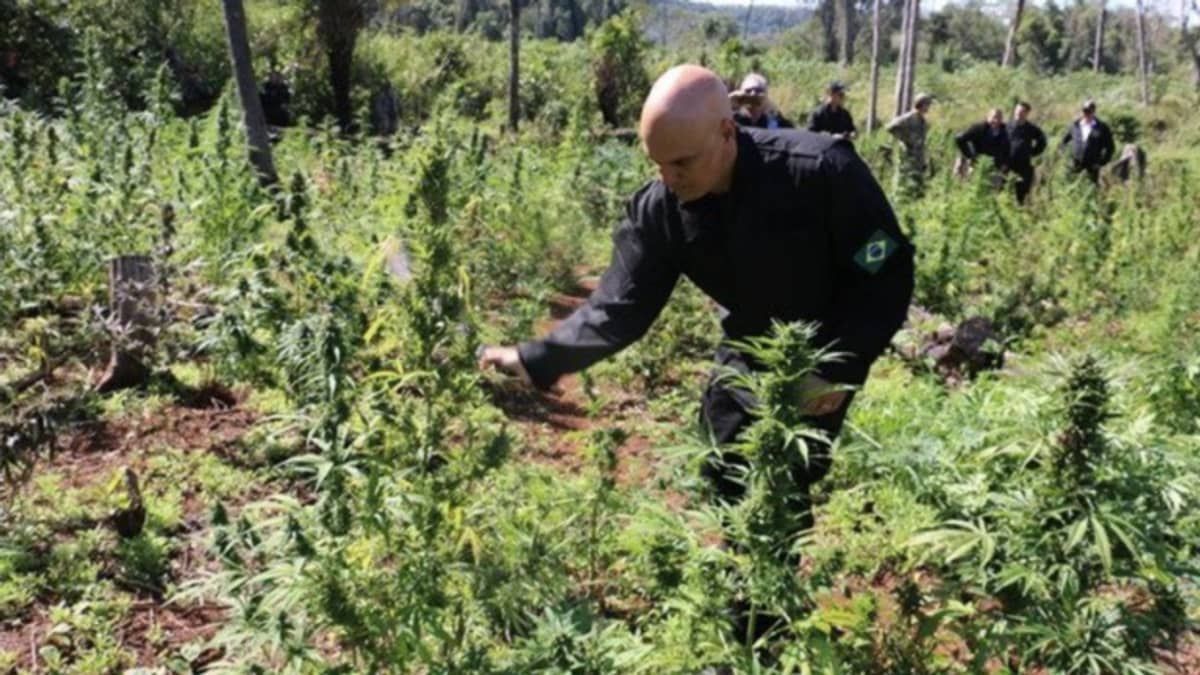 Sete anos após ser filmado cortando pés de maconha no Paraguai, Moraes vota pela descriminalização da droga