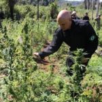 Sete anos após ser filmado cortando pés de maconha no Paraguai, Moraes vota pela descriminalização da droga