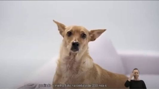Em 2020, vira-lata caramelo foi utilizado em comercial do Banco Central