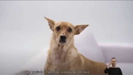 Em 2020, vira-lata caramelo foi utilizado em comercial do Banco Central