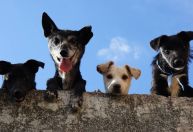 Abril Laranja reforça combate aos maus-tratos e ações de conscientização