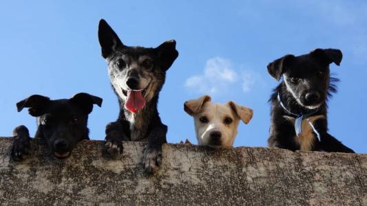 Em 2022, a cidade tinha 11.125 cachorros contra 10.335 crianças