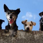 Cidade na Itália registra mais cachorros do que crianças na última década