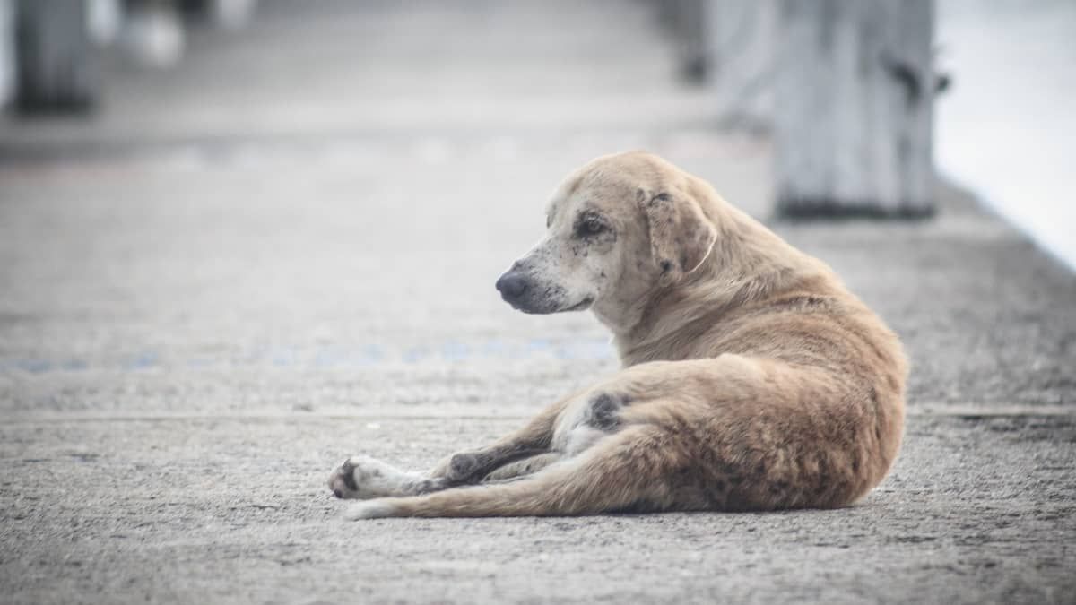 Belo Horizonte registra abandono de quatro animais por dia  