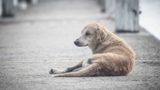 Em 2022 foram recolhidos 759 cães e 557 gatos na capital