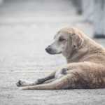 Belo Horizonte registra abandono de quatro animais por dia