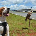 Aves e cão treinados ajudaram a recuperar 343 animais no Aeroporto de Confins