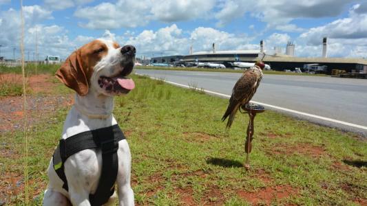 Em 2023, 33 animais foram recuperados no Aeroporto de Confins