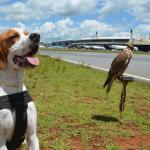 Aves e cão treinados ajudaram a recuperar 343 animais no Aeroporto de Confins