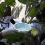 Justiça determina limpeza de lote com focos de mosquito da dengue em BH sob pena de multa diária