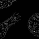 Ameba “comedora de cérebros” é nova preocupação no Norte dos EUA, alertam autoridades