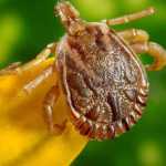 Campinas confirma nova morte por febre maculosa e total de óbitos sobe para sete
