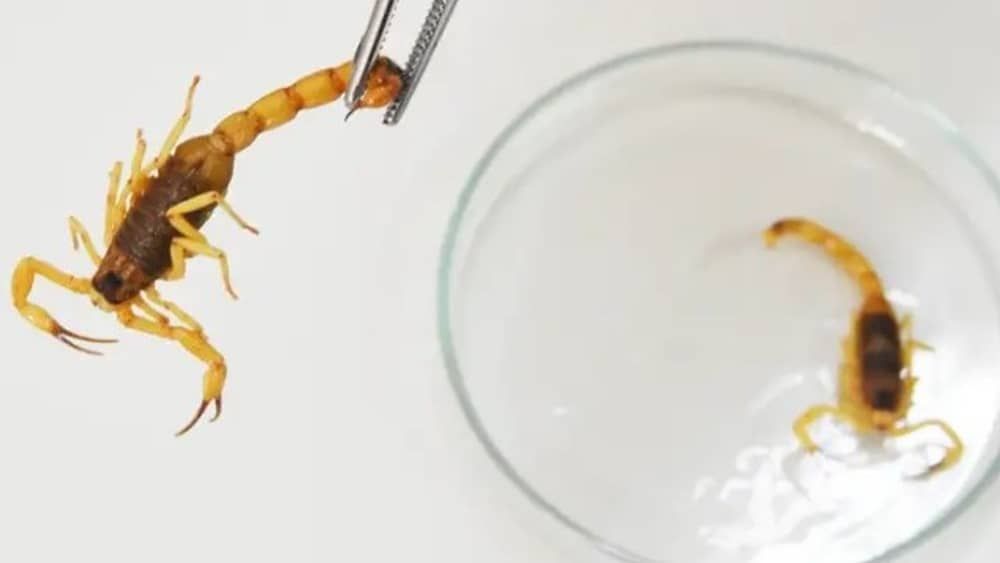 Vídeo: infestação de escorpiões assusta moradores de condomínio no Barreiro, em BH 