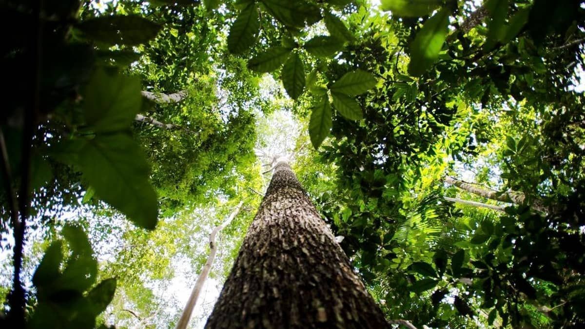 Por que Minas lidera desmatamento da Mata Atlântica? Entenda 