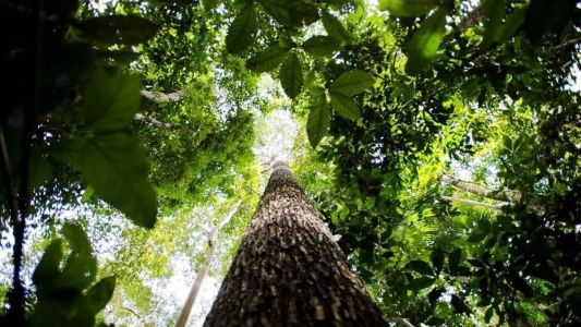 Em todo o país, 20.075 hectares (ha) do bioma foram perdidos
