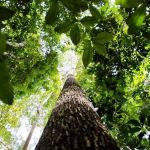 Por que Minas lidera desmatamento da Mata Atlântica? Entenda 